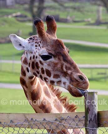 Click to See Next Image