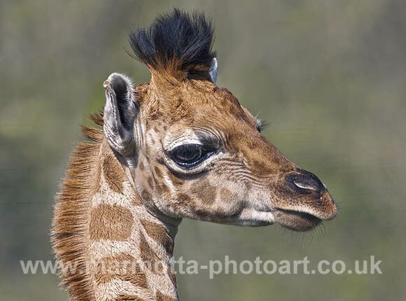 Click to See Next Image