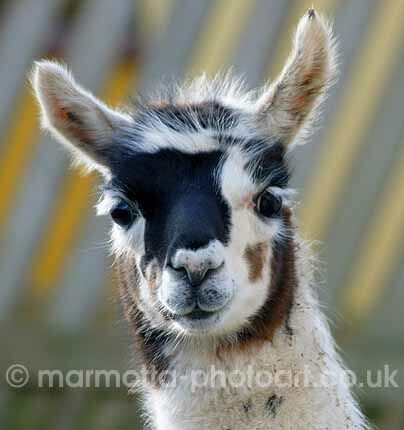 Click to See Next Image