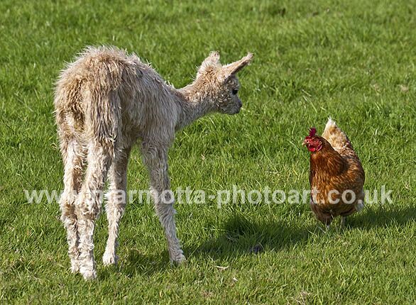 Click to See Next Image