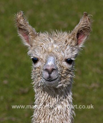 Click to See Next Image