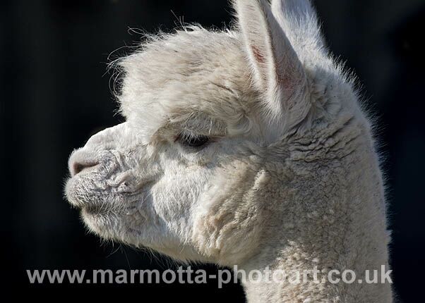 Click to See Next Image