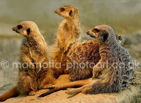 Click to See Next Image