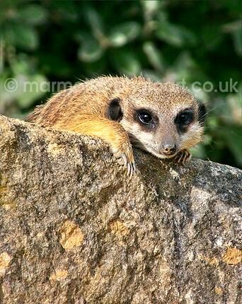 Click to See Next Image