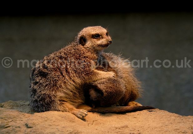 Click to See Next Image