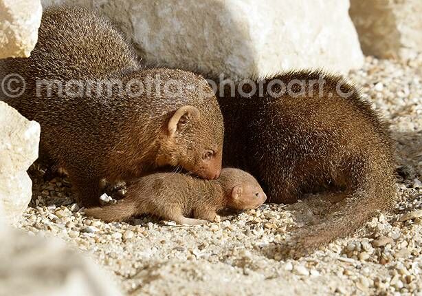 Click to See Next Image