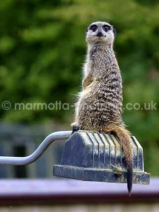 Click to See Next Image