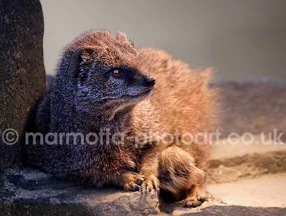 Click to See Next Image