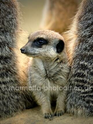 Click to See Next Image