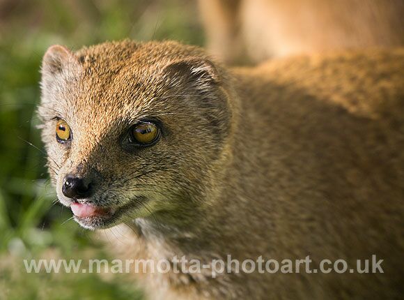 Click to See Next Image