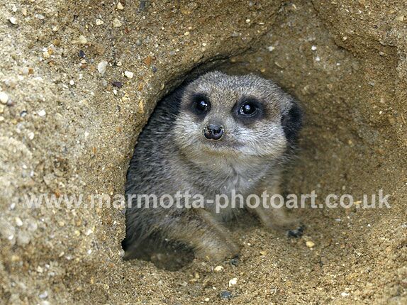 Click to See Next Image