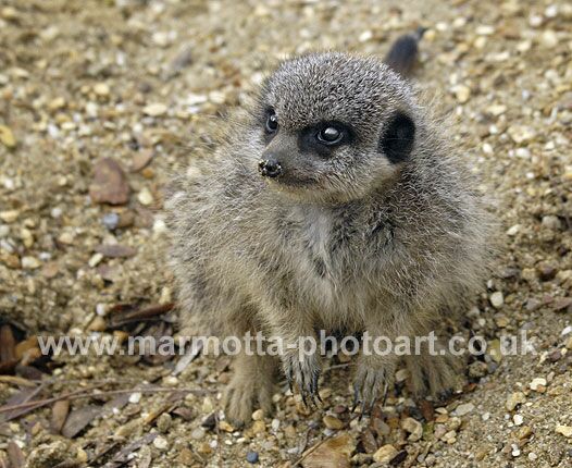 Click to See Next Image