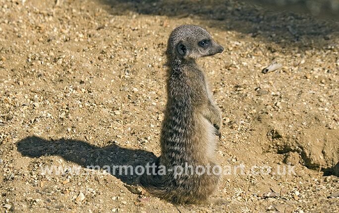 Click to See Next Image