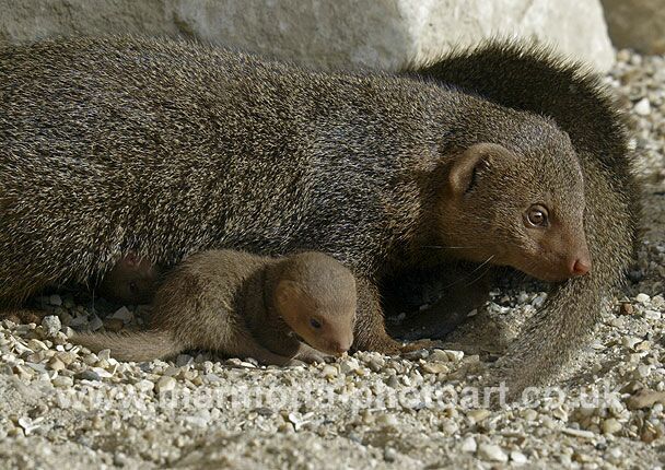 Click to See Next Image