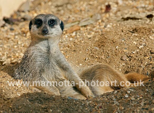 Click to See Next Image