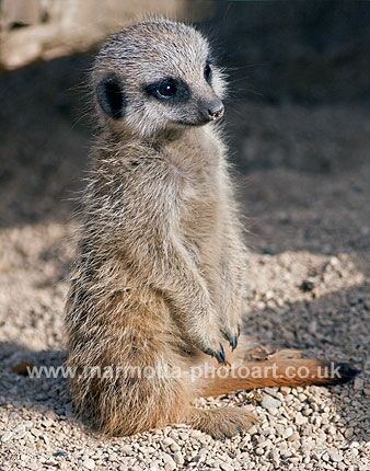 Click to See Next Image