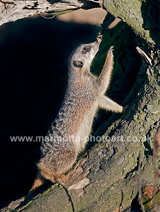 Click to See Next Image