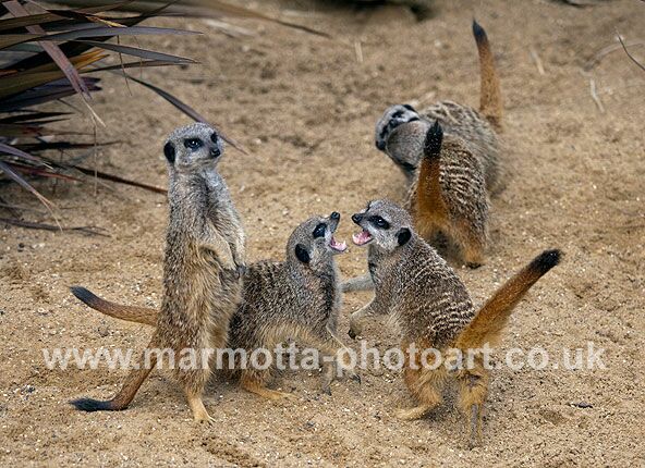 Click to See Next Image