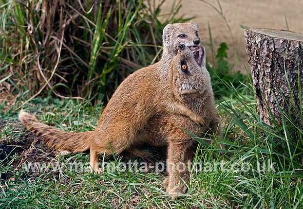 Click to See Next Image