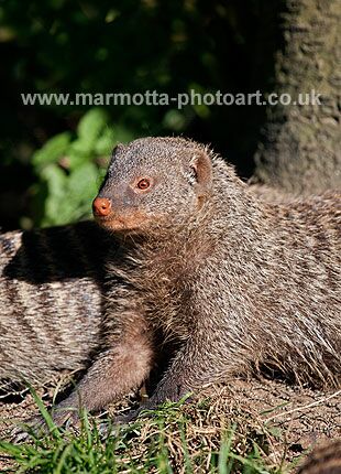 Click to See Next Image