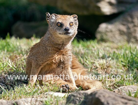 Click to See Next Image