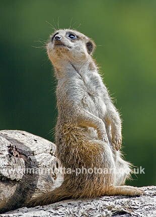 Click to See Next Image