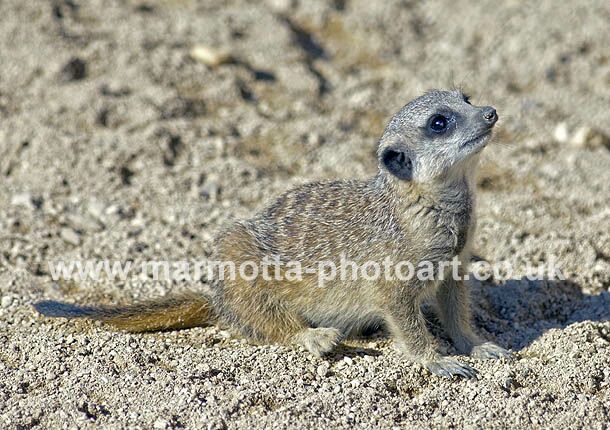 Click to See Next Image