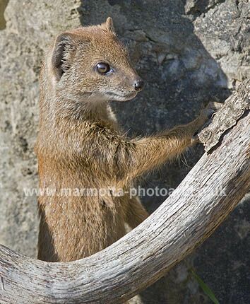 Click to See Next Image