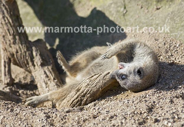 Click to See Next Image