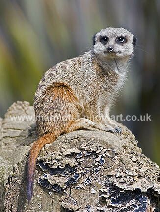 Click to See Next Image