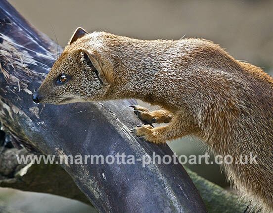 Click to See Next Image