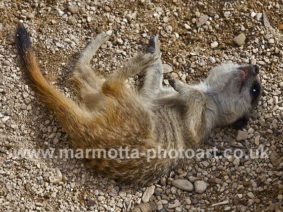 Click to See Next Image