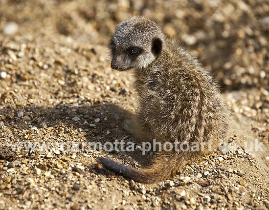 Click to See Next Image