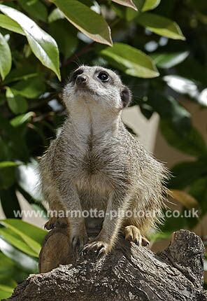 Click to See Next Image