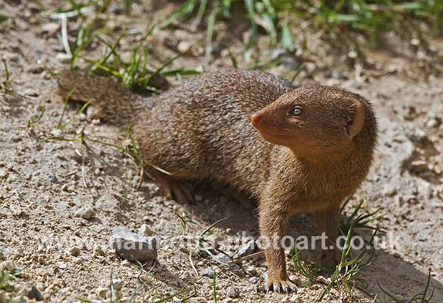 Click to See Next Image