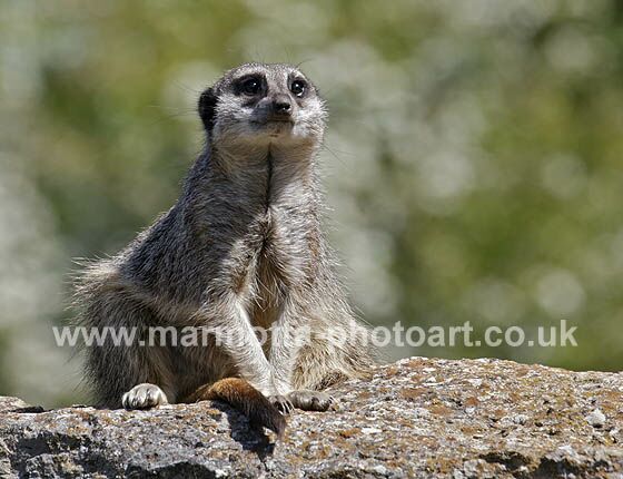 Click to See Next Image