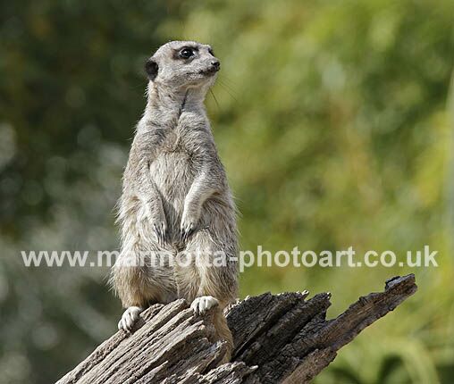 Click to See Next Image