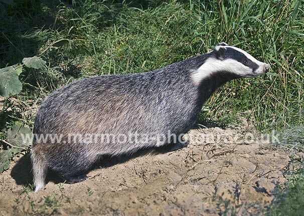 Click to See Next Image