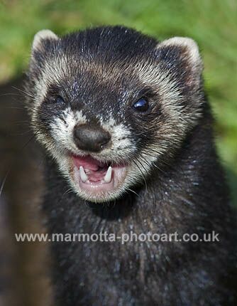 Click to See Next Image