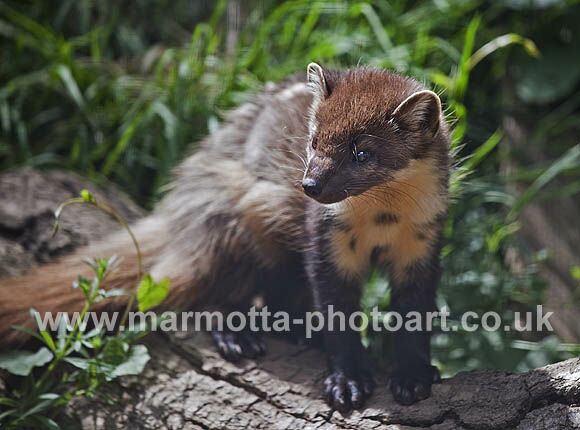 Click to See Next Image