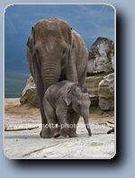 Click to Enlarge