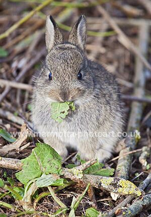 Click to See Next Image