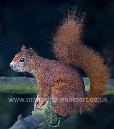 Click to See Next Image