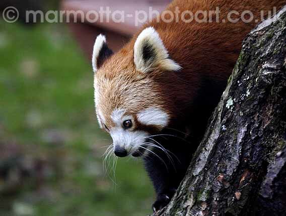 Click to See Next Image