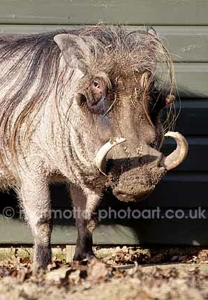 Click to See Next Image