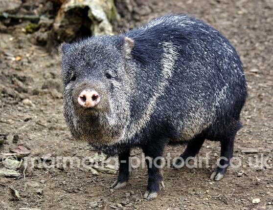 Click to See Next Image