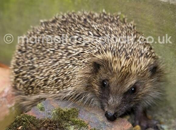 Click to See Next Image