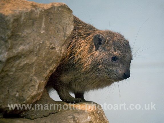 Click to See Next Image