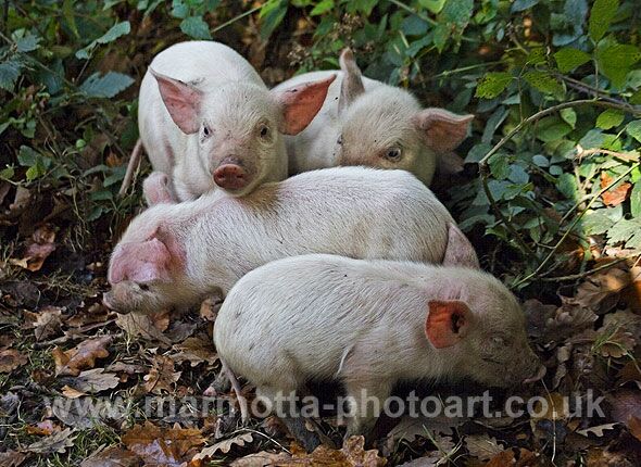 Click to See Next Image