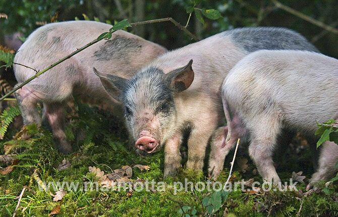 Click to See Next Image